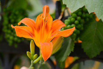  Orange lily on a background of green grapes on a blurred background