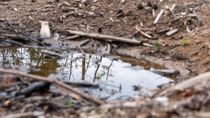 dark puddles in forest, deforested