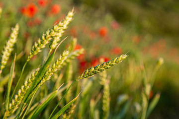 A close up of a cereal plant in the Sussex countryside with defocused poppies behind