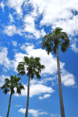 青空背景の椰子の木