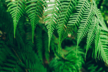 Jungle plants background (tropical leaves pattern). Tropical thickets and bushes in the jungle.