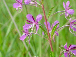 little purple flower closed up garden green background