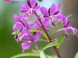 little purple flower closed up garden green background