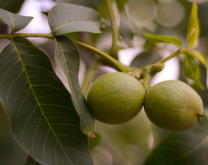  Two green walnuts on a blurred green wood background