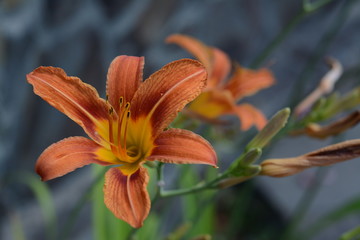  Flower of orange lily close-up on flowerbed