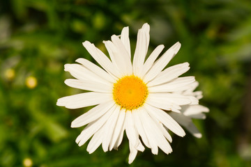 Fototapeta premium White yellow daisy close-up under the open sky