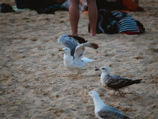 Seagull attacking other seagulls to get food in the beach