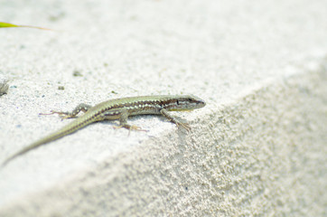 lizard on a rock