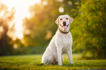 Active, smile and happy purebred labrador retriever dog outdoors in grass park on sunny summer day - obrazy, fototapety, plakaty