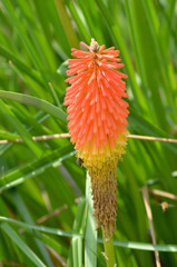 orange gerbera flower on green background