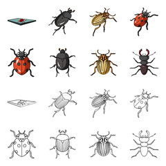 Vector design of insect and beetle logo. Set of insect and halloween stock symbol for web.