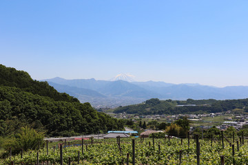 Fototapeta na wymiar 果樹園と富士山（山梨県山梨市）,yamanashi city,japan