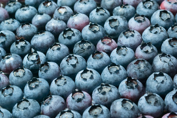 Blueberry 2