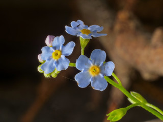 forget me not closeup, forest