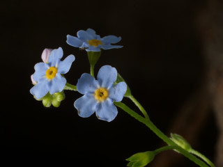 forget me not closeup, forest