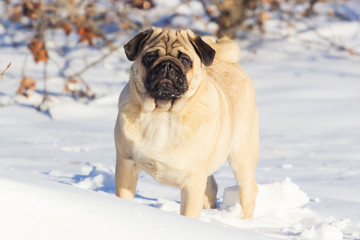 Happy pug dog playing in the snow