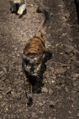 Gray cat chasing a cat with orange eyes