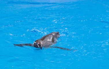 Fototapeta premium The African penguin (Spheniscus demersus) swimming under blue water