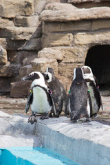 Obraz premium a flock of African penguins (Spheniscus demersus)