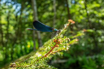Blaue Prachlibelle ruht sich aus