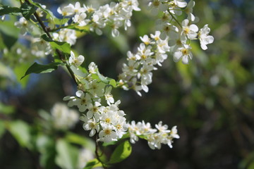 white spring flowers
