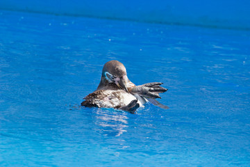 Fototapeta premium The African penguin (Spheniscus demersus) swimming under blue water