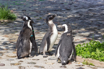 a flock of African penguins (Spheniscus demersus)