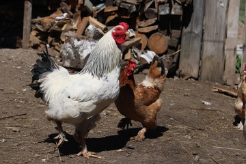 hen on farm