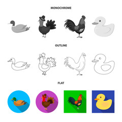 Vector design of funny and poultry sign. Set of funny and farming stock vector illustration.