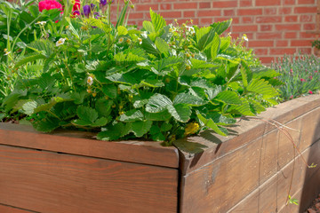 Raided beds in an urban garden growing plants herbs spices berries and vegetables