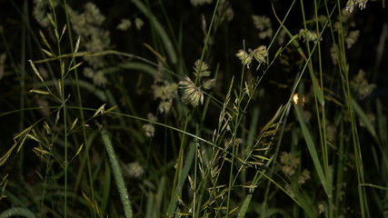 green grass in the wind