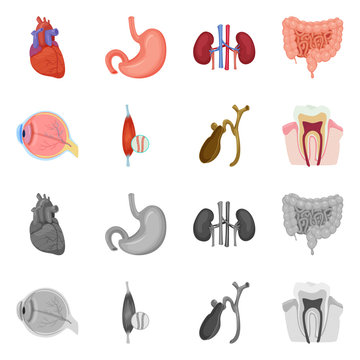 Isolated object of body and human symbol. Set of body and medical vector icon for stock.