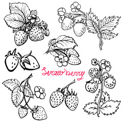 Set strawberry. Hand drawn  graphics elements black and white sketch