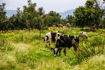 Fototapeta premium 190413 Дорога и деревни Кипр Road and villages Cyprus