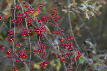 Autumn tree with wild red berries and colorful leaves. Selective focus