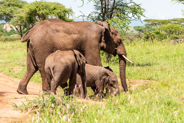 Fototapeta premium Wild african elephant close up, Botswana, Africa