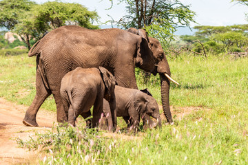 Wild african elephant close up, Botswana, Africa