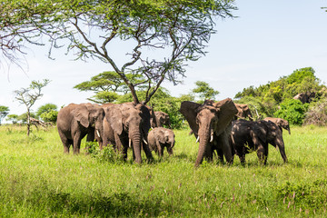Fototapeta premium Wild african elephant close up, Botswana, Africa