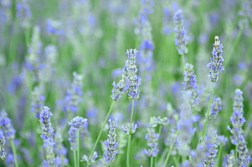 Blue and purple wildflowers called Lavender or Lavendula