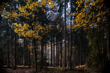 Fototapeta premium Lachendorf