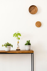Stylish scandinavian room interior with design wooden console, rings on the wall and beautiful composition of plants. Modern composition of home interior. White walls, copy space. Home decor.