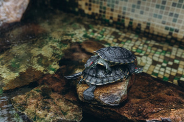 Two big turtle together on water in terrarium in the zoo