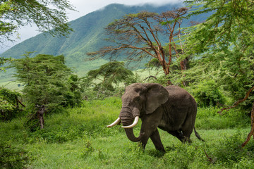 Wild african elephant close up, Botswana, Africa