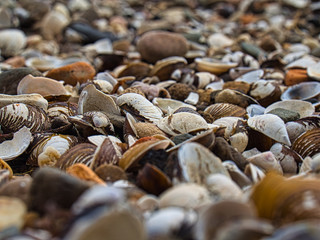 Muschelbank am Rhein bei Bonn 