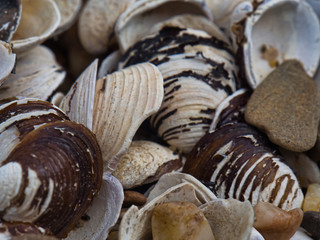 Muschelbank am Rhein bei Bonn 