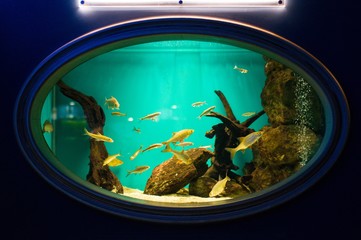 Aquarium with exotic fish 