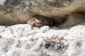 Bat sleeping in crevice, hiding from sun
