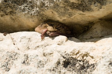 Bat sleeping in crevice, hiding from sun