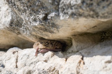Bat sleeping in a crevice, hilding from sun