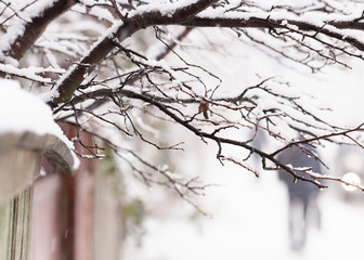 Snow on the branches of trees on a city street. Cold winter day